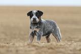 BOUVIER AUSTRALIEN 243